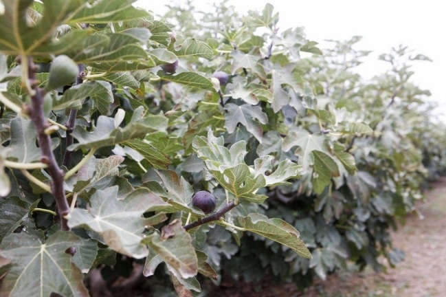 higueras-en-almenar-mercadona