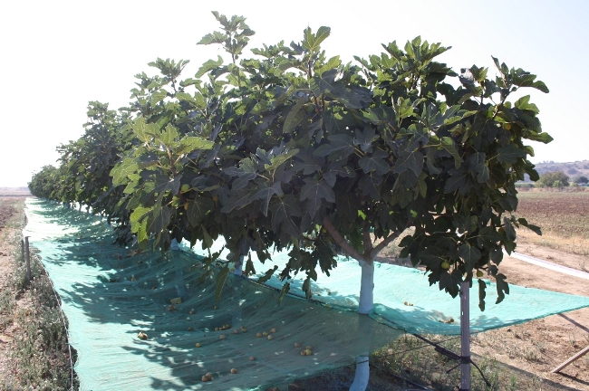 ensayo_finca_la_orden_cicytex