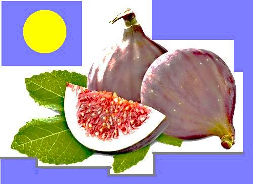 Feigen