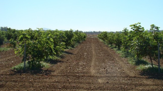 1-campo-planta-madre