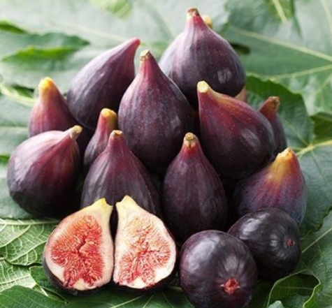 brown-turkey-fig
